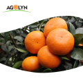 Goût doux Haute vitamine C orange frais / mandarine WO